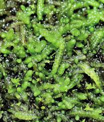 Attēlu rezultāti vaicājumam “Barbilophozia lycopodioides macro”