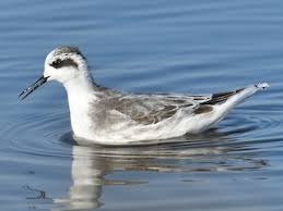 Attēlu rezultāti vaicājumam “Phalaropus lobatus”