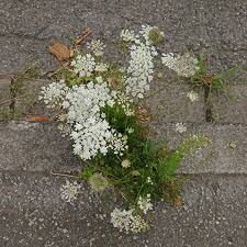 Attēlu rezultāti vaicājumam “Daucus carota subsp. carota”