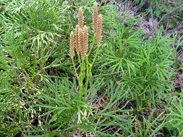 Attēlu rezultāti vaicājumam “Diphasium complanatum”