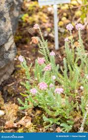 Attēlu rezultāti vaicājumam “Erica tetralix”