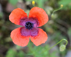 Attēlu rezultāti vaicājumam “Papaver argemone flower”