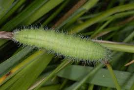 Attēlu rezultāti vaicājumam “Maniola jurtina”