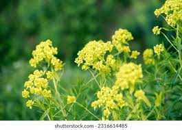 Attēlu rezultāti vaicājumam “Euphorbia virgata flower”