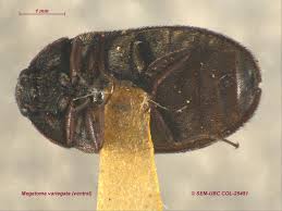 Attēlu rezultāti vaicājumam “Megatoma undata”