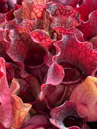 Attēlu rezultāti vaicājumam “Ceriporia purpurea”