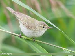Attēlu rezultāti vaicājumam “Phylloscopus trochiloides”