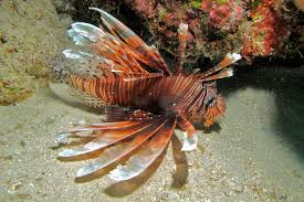 Image result for Pterois volitans