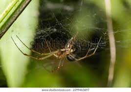 Attēlu rezultāti vaicājumam “Neriene montana”