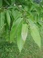 American Chestnut - Wikipedia, the free encyclopedia