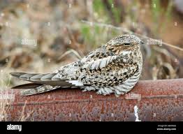 Image result for Chordeiles minor