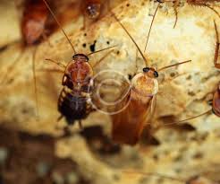 Attēlu rezultāti vaicājumam “Blattoptera”