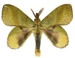 Attēlu rezultāti vaicājumam “Lasiocampidae”