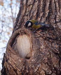 Attēlu rezultāti vaicājumam “Sitta europaea nest”