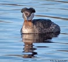 Attēlu rezultāti vaicājumam “Podiceps grisegena adult”