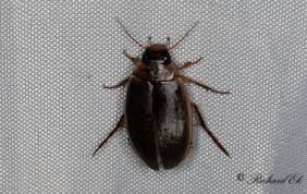 Attēlu rezultāti vaicājumam “Colymbetes striatus”