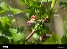 Attēlu rezultāti vaicājumam “Ribes rubrum flower”