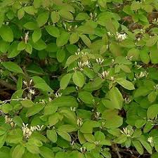 Attēlu rezultāti vaicājumam “Lonicera xylosteum flower”