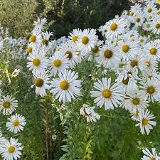 Image result for Leucanthemella serotina