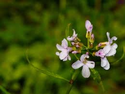 Attēlu rezultāti vaicājumam “Cardamine bulbifera flower”
