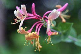 Attēlu rezultāti vaicājumam “Gaultheria cuneata”
