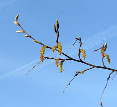 Attēlu rezultāti vaicājumam “Carpinus betulus female flower”