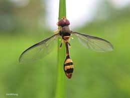 Attēlu rezultāti vaicājumam “Syrphidae”