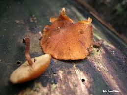 Attēlu rezultāti vaicājumam “Gymnopilus sapineus”