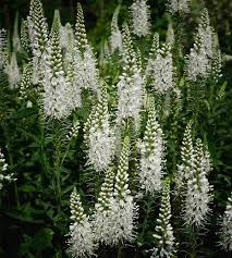 Attēlu rezultāti vaicājumam “Veronica longifolia flower”
