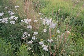 Image result for Achillea millefolium