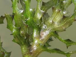 Attēlu rezultāti vaicājumam “Najas marina”