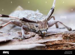 Attēlu rezultāti vaicājumam “Acanthocinus aedilis”