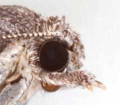 Attēlu rezultāti vaicājumam “Eana incanana”