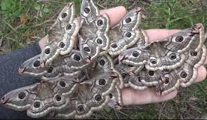 Attēlu rezultāti vaicājumam “Saturnia pavonia”