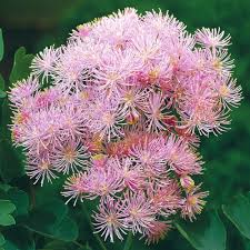 Attēlu rezultāti vaicājumam “Thalictrum aquilegifolium leaf”