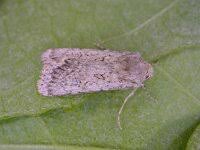 Attēlu rezultāti vaicājumam “Agrotis ripae”