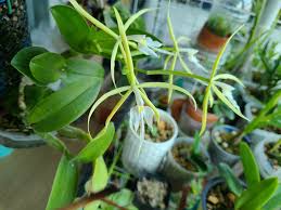 Attēlu rezultāti vaicājumam “Heterotrichia oerstedii (syn. Arcyria oerstedii) stalked”