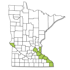 Image result for Alosa chrysochloris