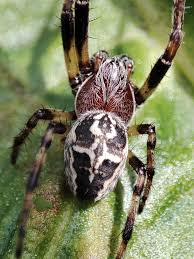 Attēlu rezultāti vaicājumam “Larinioides cornutus”