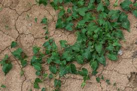 Attēlu rezultāti vaicājumam “Fallopia convolvulus leaf”