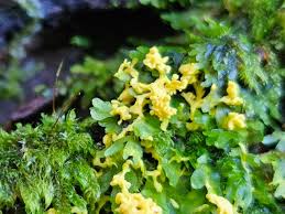 Attēlu rezultāti vaicājumam “Fuligo laevis spores”