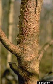 Attēlu rezultāti vaicājumam “Peniophora rufa”