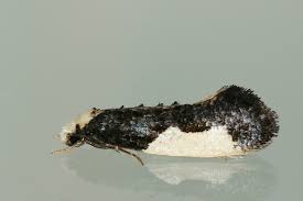 Attēlu rezultāti vaicājumam “Monopis monachella”