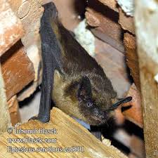 Attēlu rezultāti vaicājumam “Eptesicus serotinus”