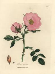 Image result for Rosa canina