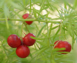 Attēlu rezultāti vaicājumam “Asparagus officinalis fruit”