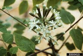 Attēlu rezultāti vaicājumam “Gymnocladus dioicus flower”