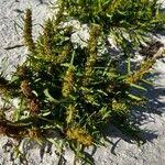 Attēlu rezultāti vaicājumam “Rumex maritimus fruit”