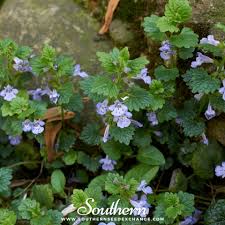 Attēlu rezultāti vaicājumam “Glechoma hederacea leaf”