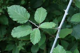 Attēlu rezultāti vaicājumam “Rubus plicatus leaf”